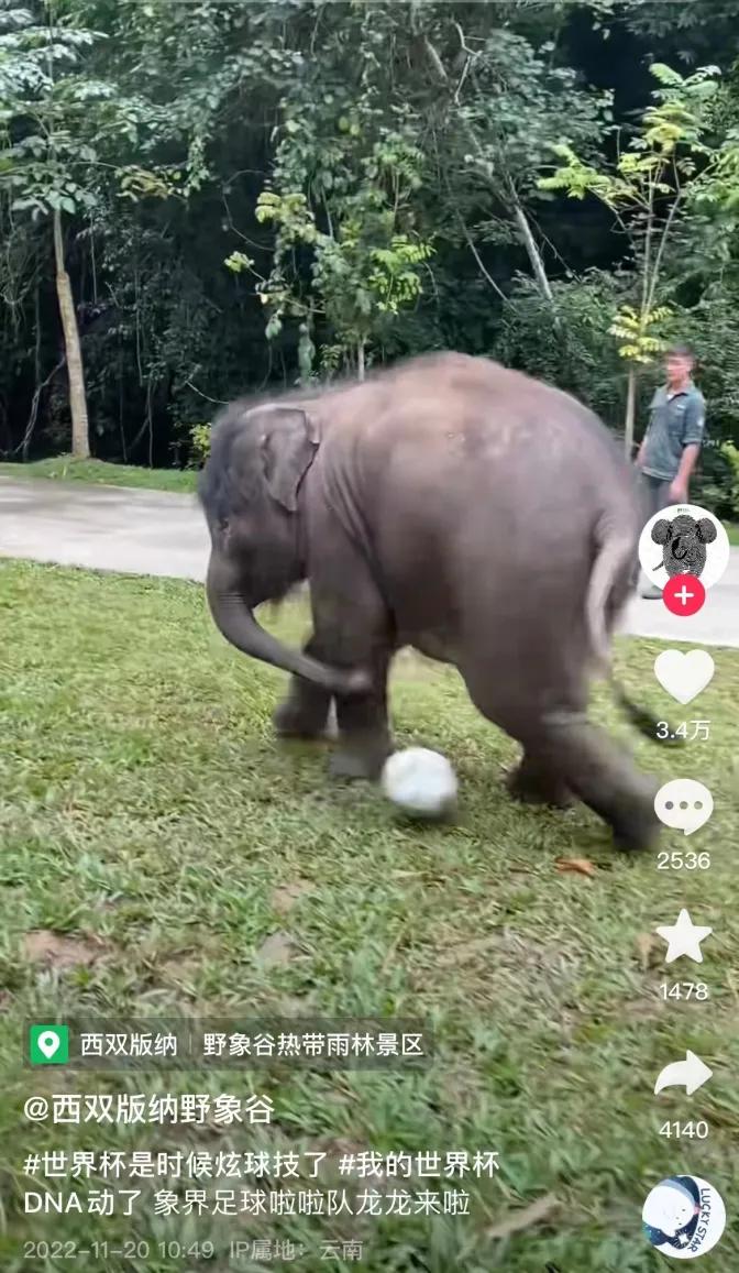 野象谷：给大象拴铁链子，好比人类遛狗的时候拴狗绳