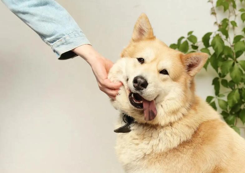 狗子们交配时，为何会如此“难分难解”？