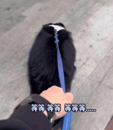 搜救犬起什么名字合适,搜救犬名字怎么取