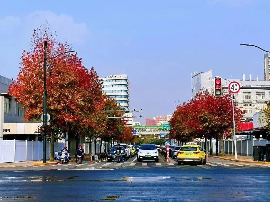 枫红、杏黄，色彩“撞”得明媚，徐汇的初冬抬头是画，低头为诗