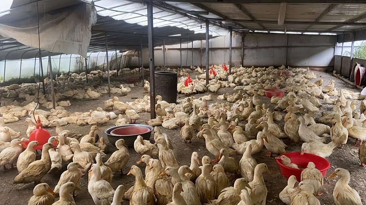 鸭子呼吸道疾病防治方法,夏季鸭病的治疗