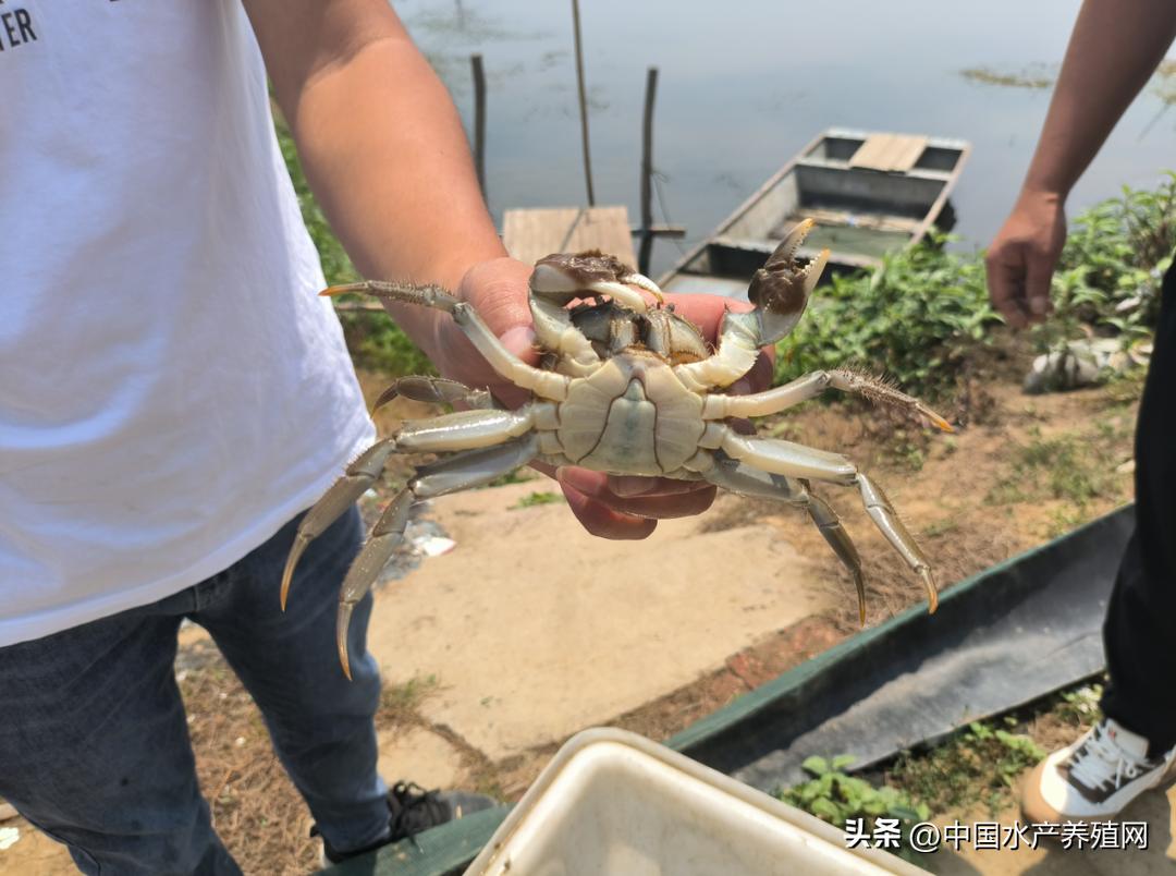 高温死蟹,防止青蟹死亡