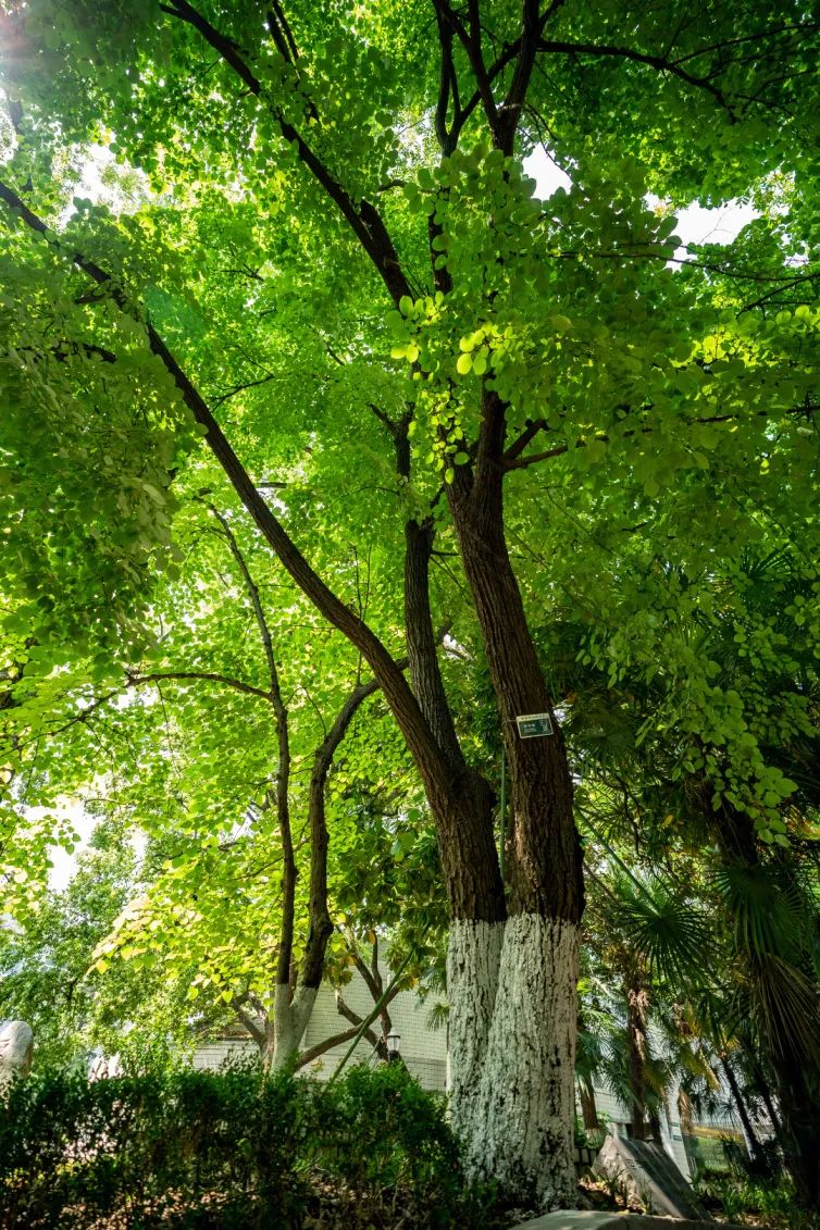 “树”说你的故事|南京椴：承载南京风情文化的乡土树种