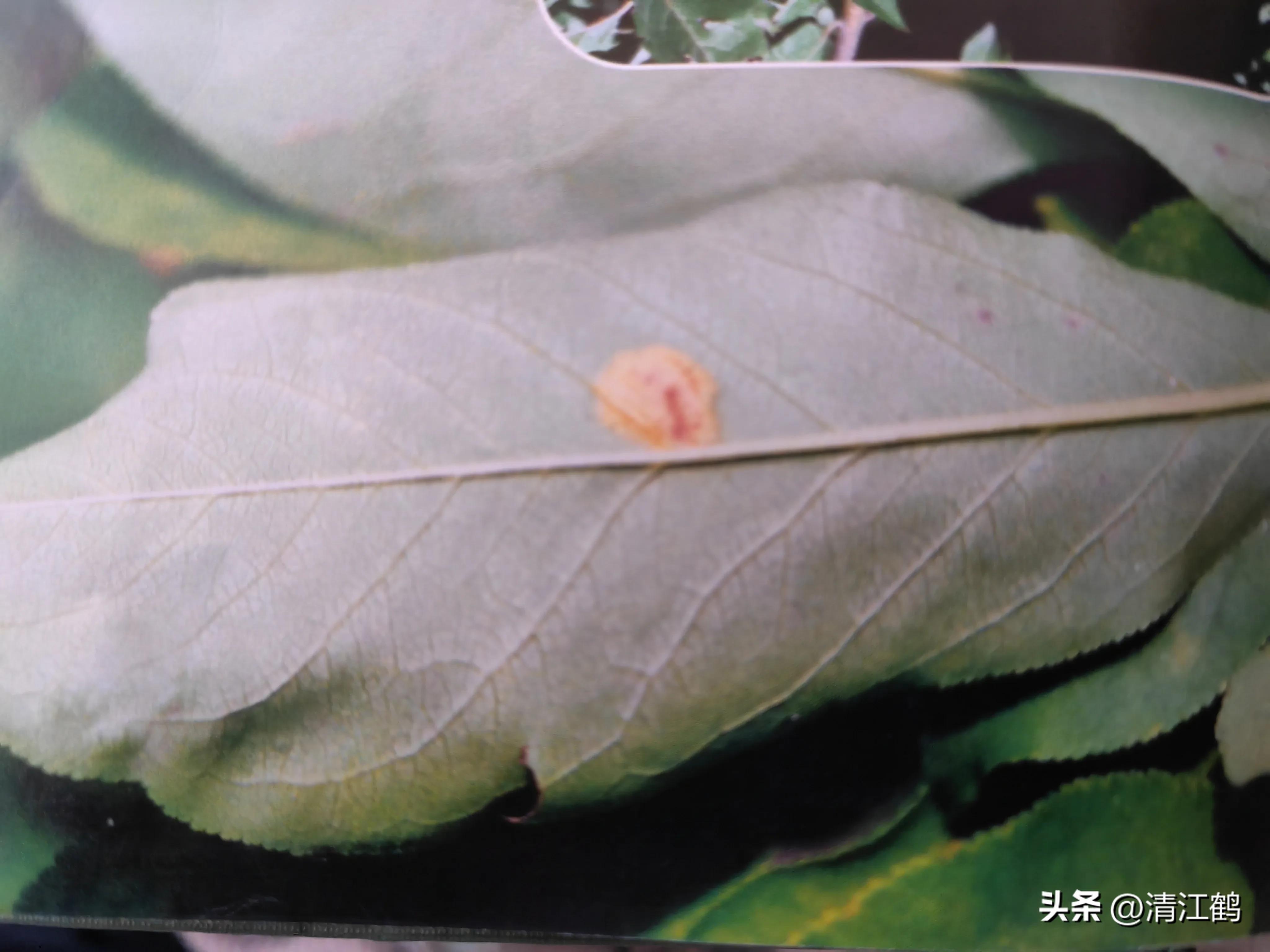 李子叶病害图片大全,李子树上白点是什么病害