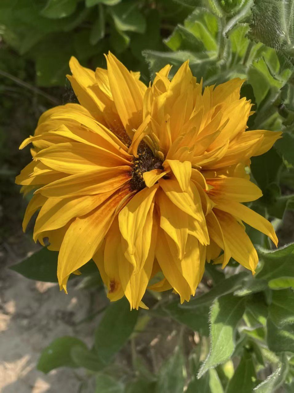 金菊花寓意是什么,黄心金菊花寓意