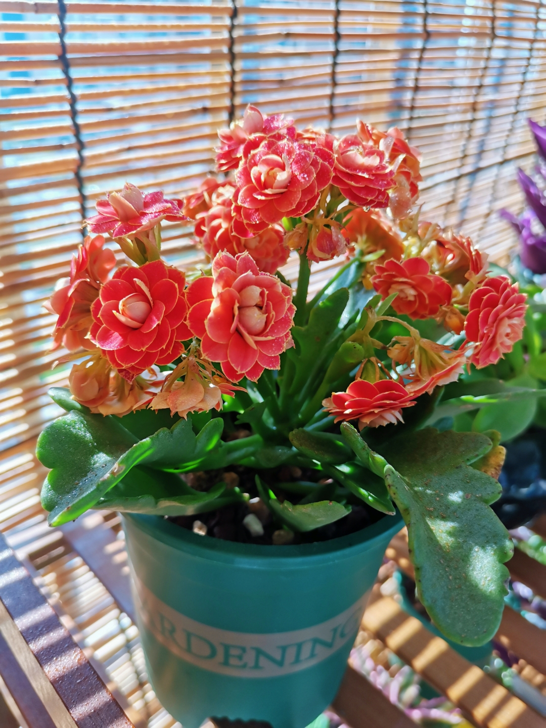 长寿花叶子小怎么处理,长寿花叶子小掉叶子是怎么回事