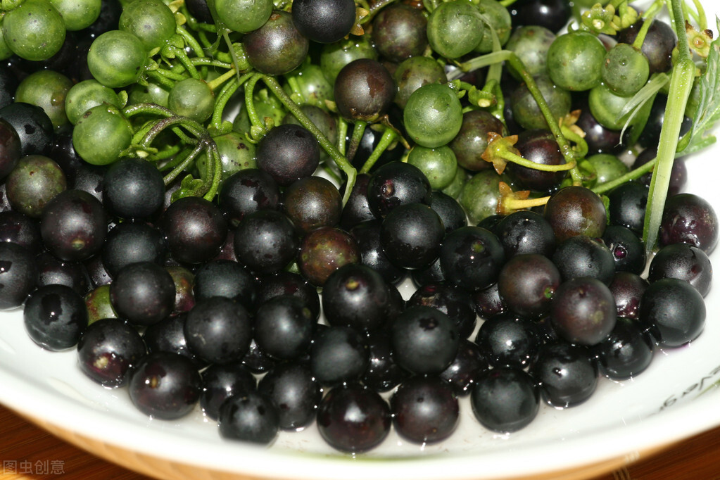 美貌却不美味的假狗*子奶**和貌丑却酸甜可口的狗*子奶**，你好哪一口？