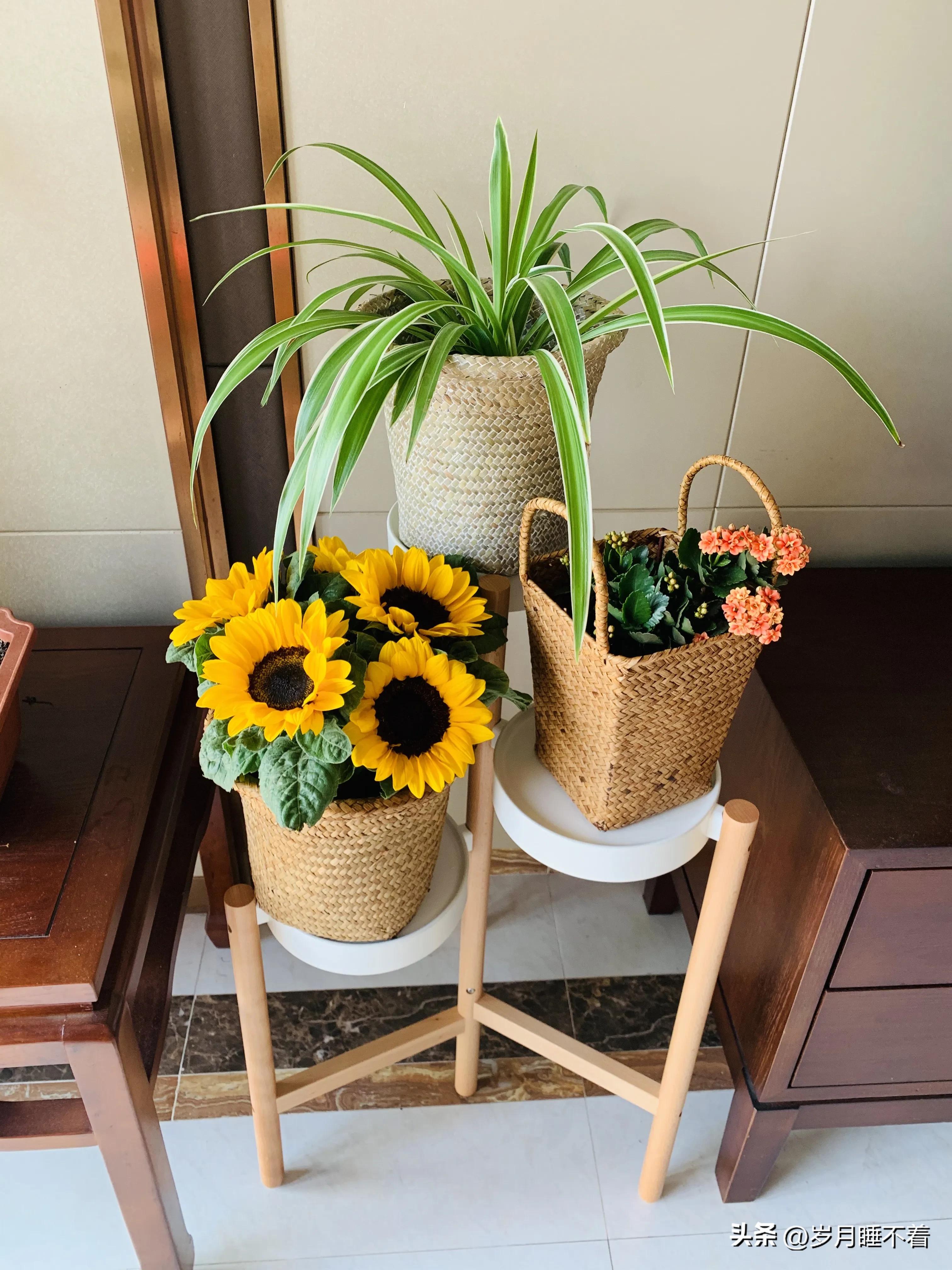 瞬间提升室内高级感的5种绿植,森系装修风格怎么在效果上展现