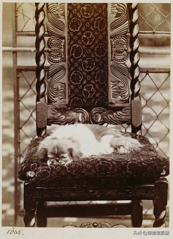 慈禧赠给英女王一条小狗？相反，这是英军从圆明园死者身边抢来的