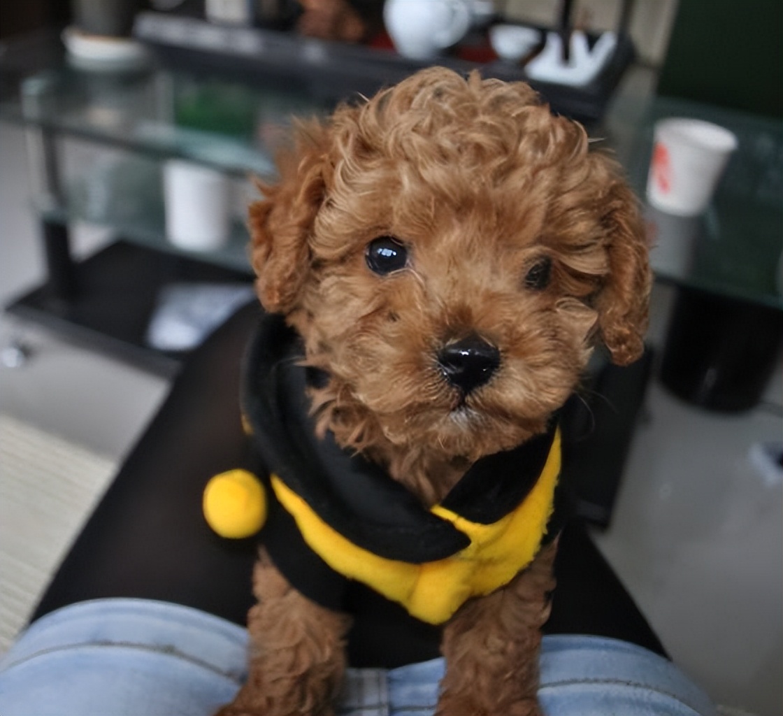 泰迪全身疼痛,泰迪生产时痛苦的叫唤