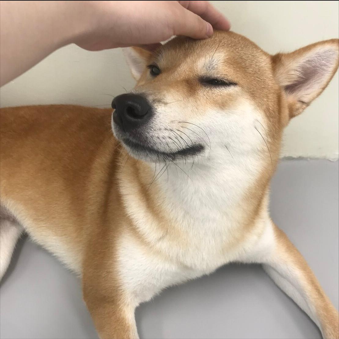 柴犬幼犬挑食不吃狗粮只吃火腿肠,柴犬挑食不吃蔬菜