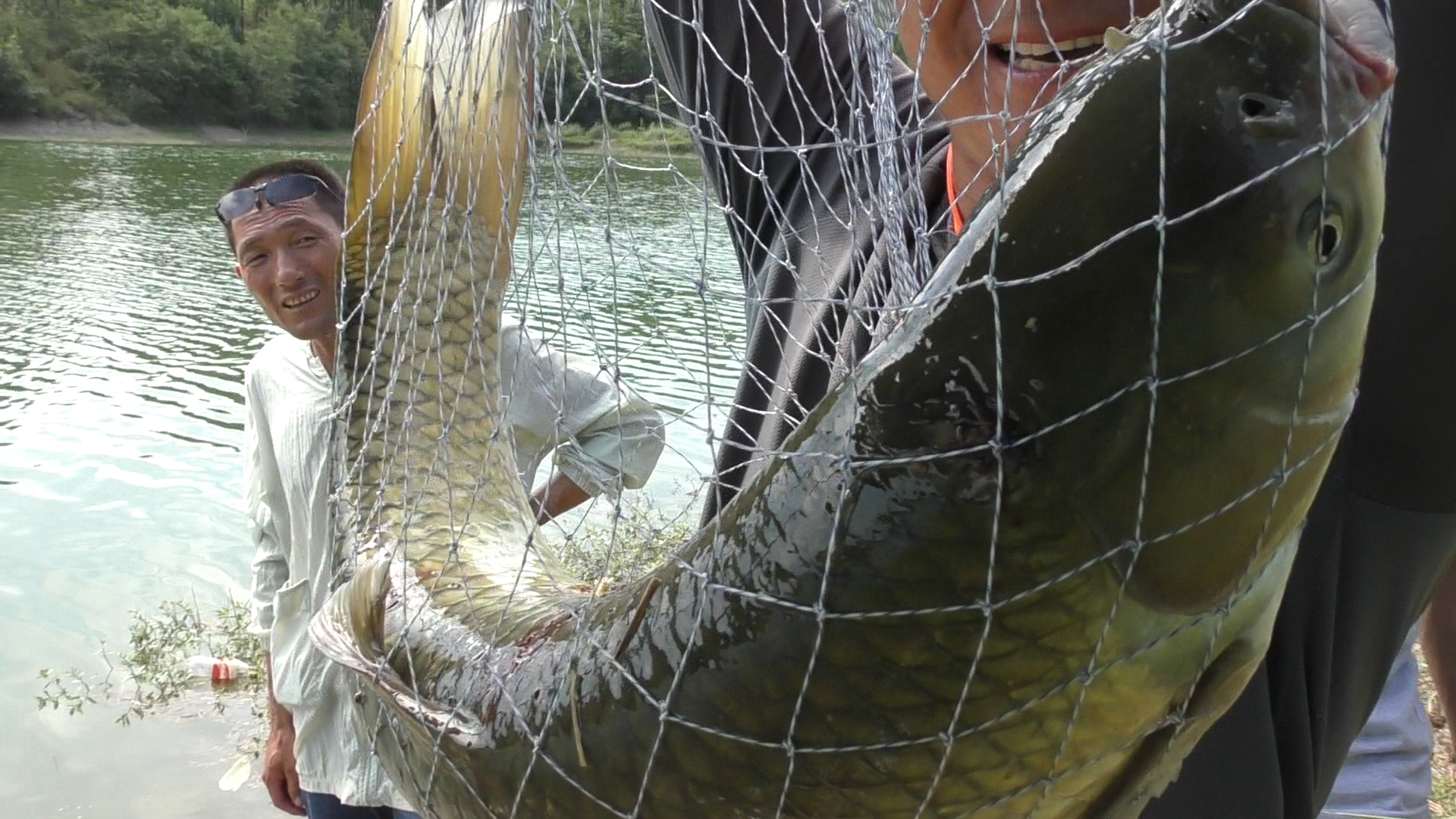 草鱼密度小怎么诱鱼,草鱼习性的解读及钓法技巧