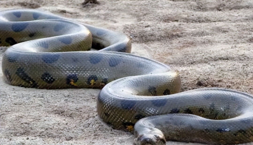 海南报恩巨蟒现况,巨蟒为报恩守护十几年