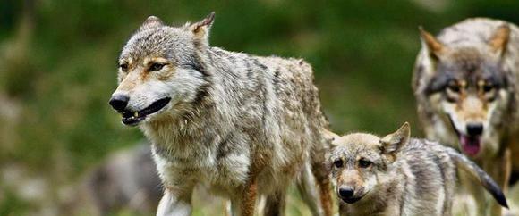 狼群发情期现象,狼群里地位低的狼怎么生存