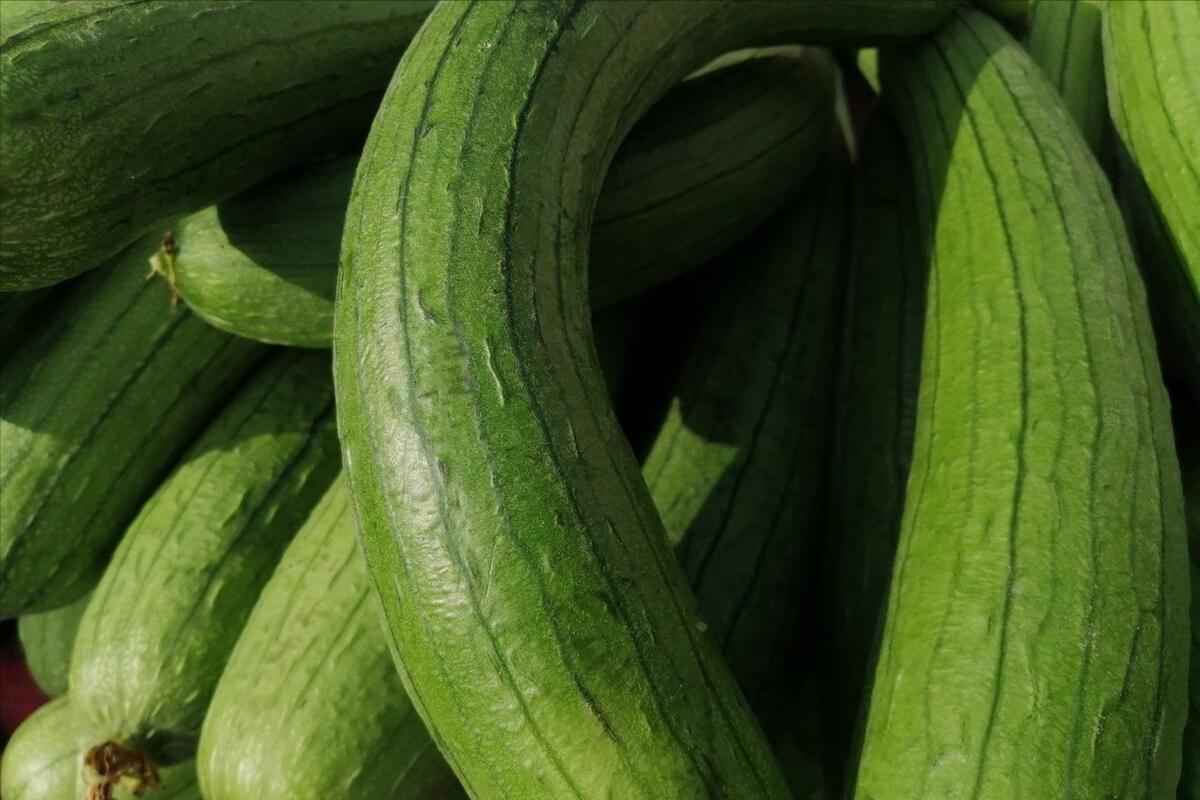 怎么区分各种蔬菜,各种蔬菜的识别