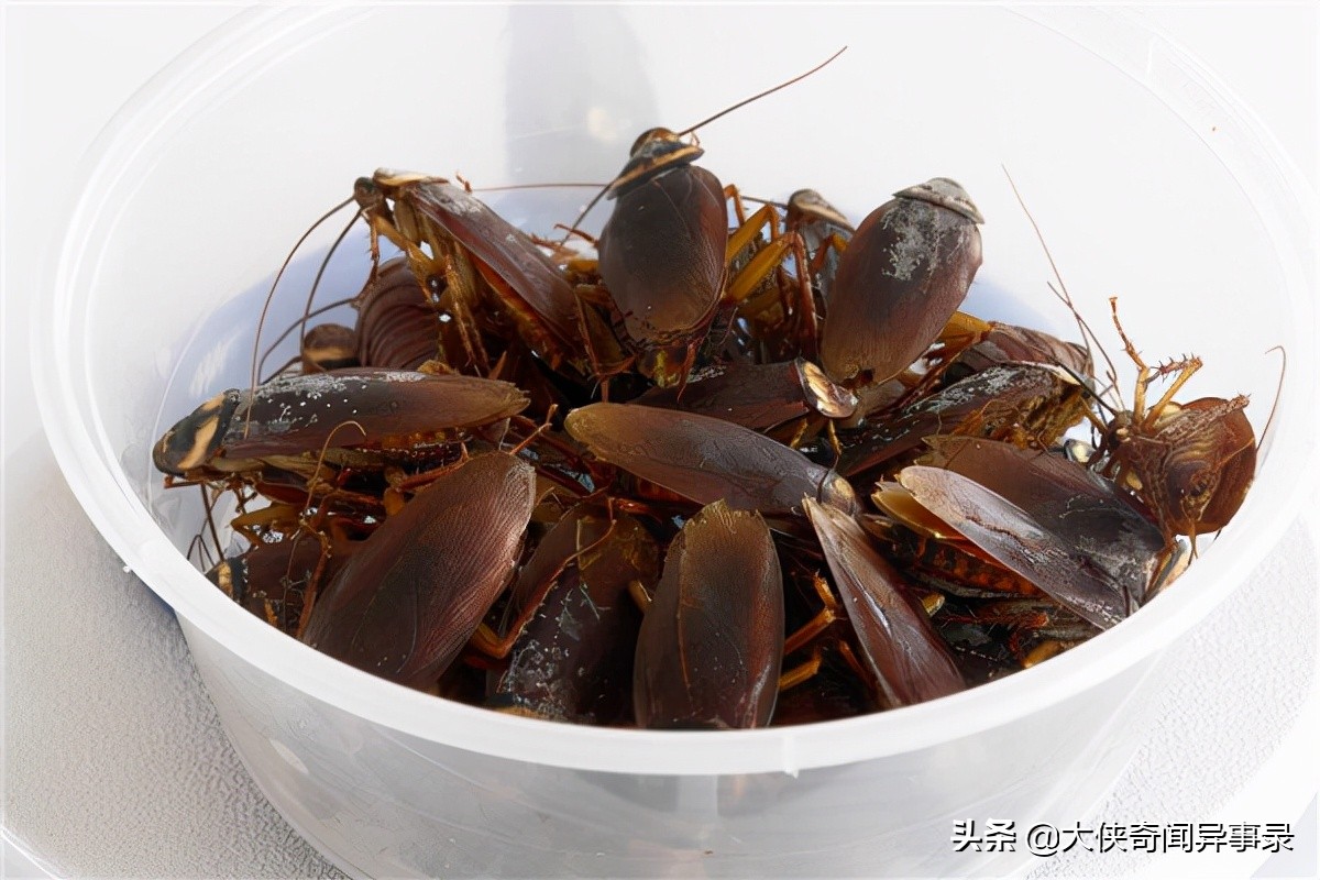 家里有蟑螂有什么东西能消灭蟑螂,蟑螂捕捉器灭除蟑螂一窝端