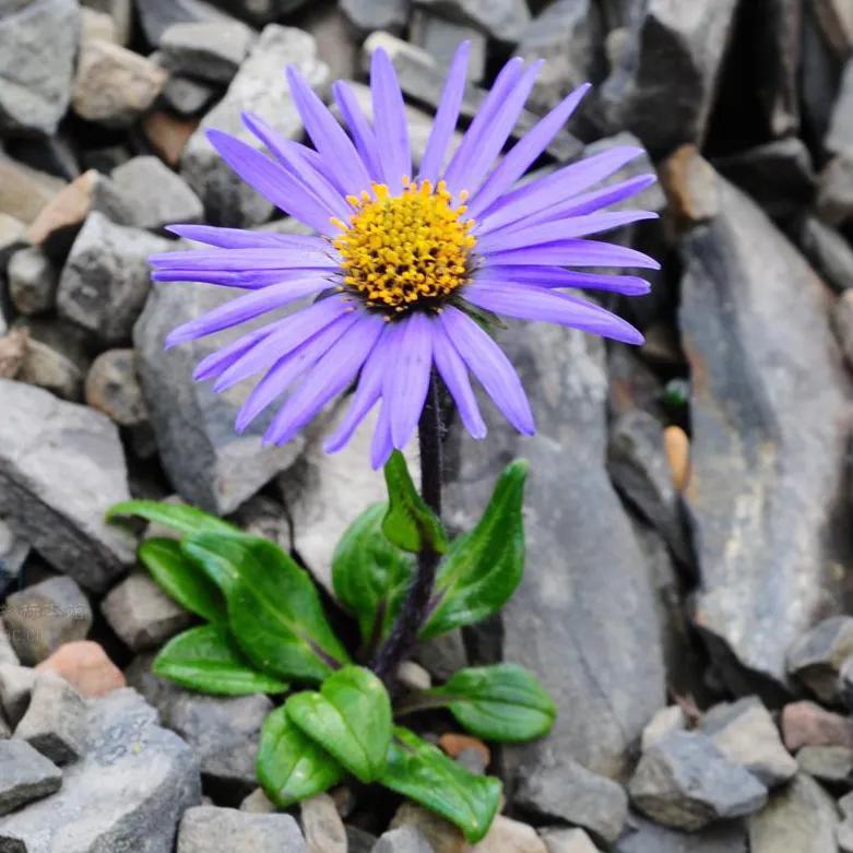 春天十种最美的花名字,花名带冬的有什么花