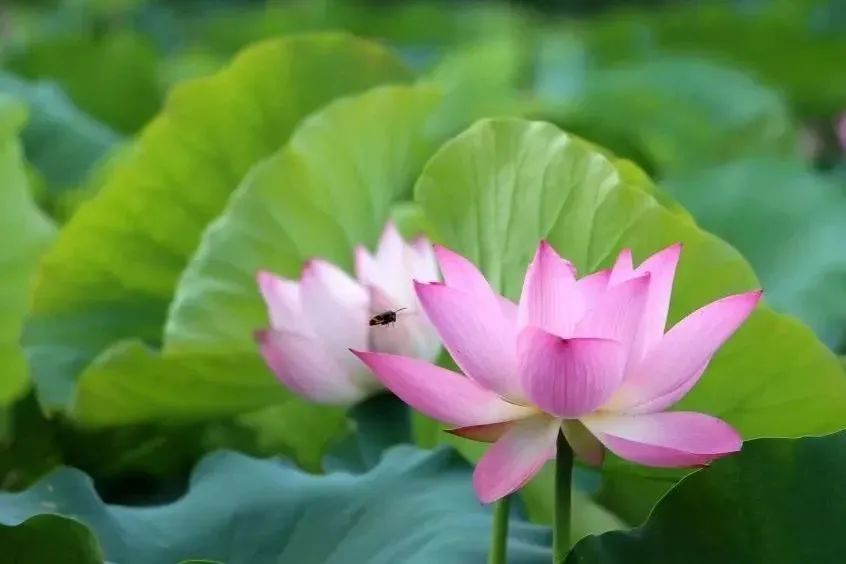 莆田荷花花海,莆田夏天哪里赏荷花