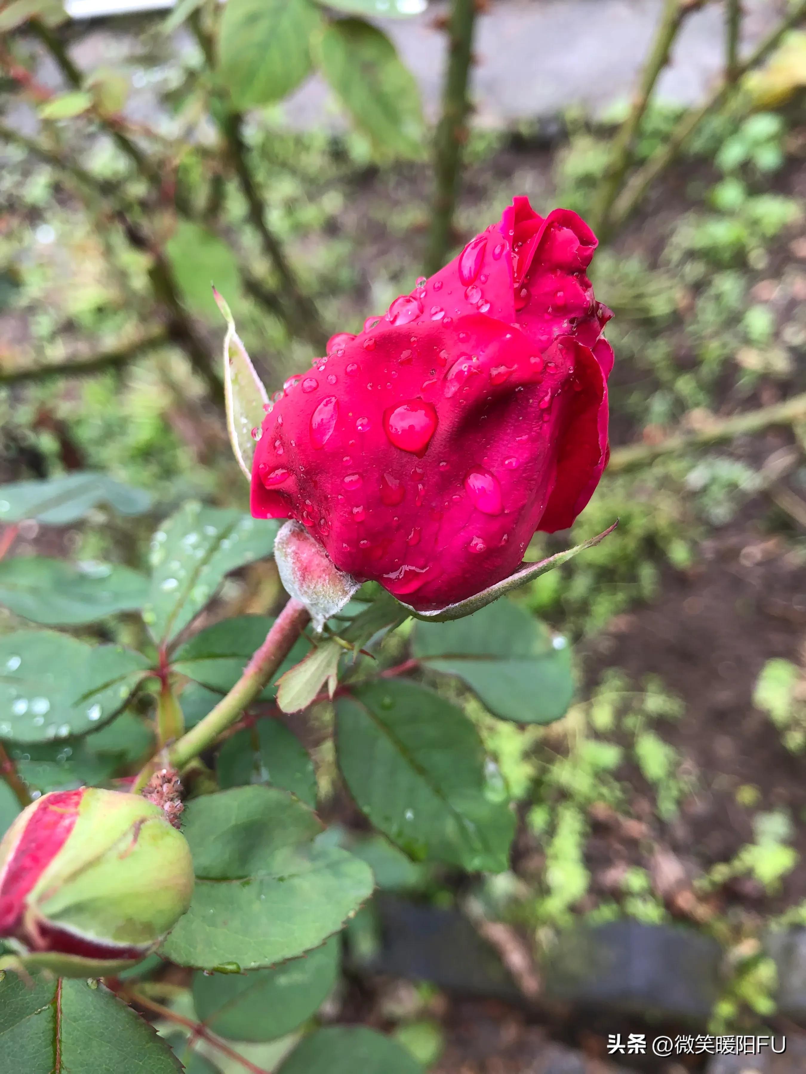 品尝墨红玫瑰,娇艳动人免费阅读