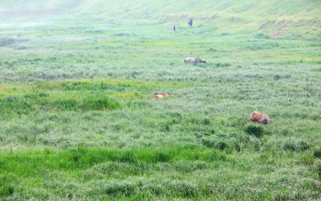 这个周六，瓶窑张堰千“茭”百态初夏游，约不？