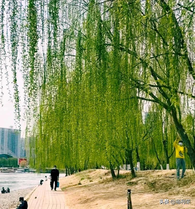 相思七绝三首,七绝桃柳恋