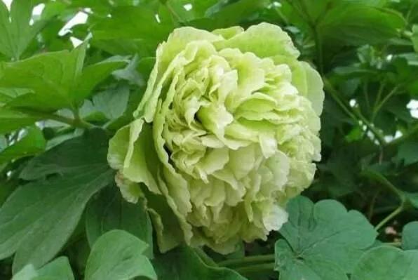 牡丹花国花的寓意,中国的国花是牡丹吗