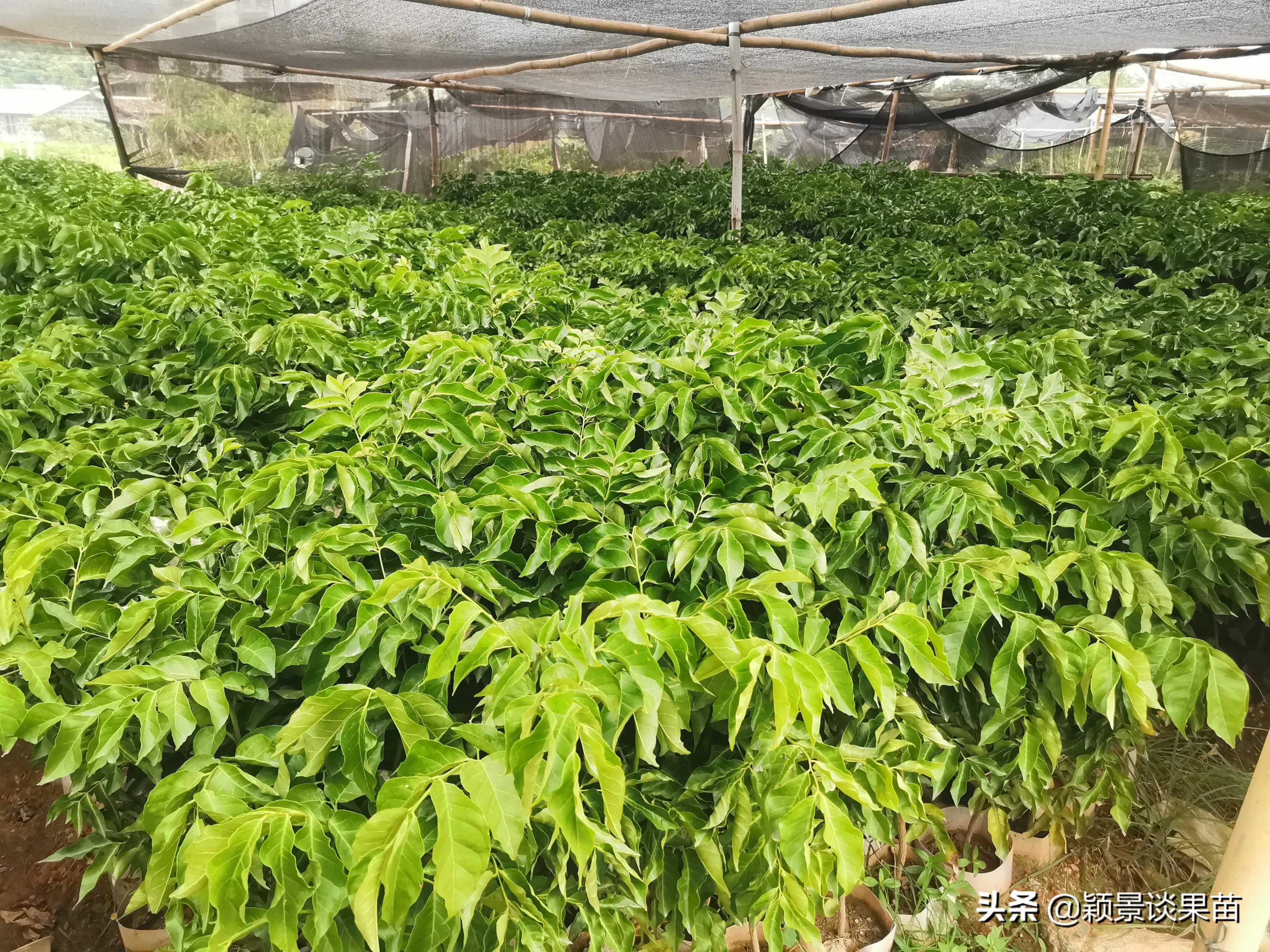 适合南宁种的水果树苗,适合广西种的阳台水果苗