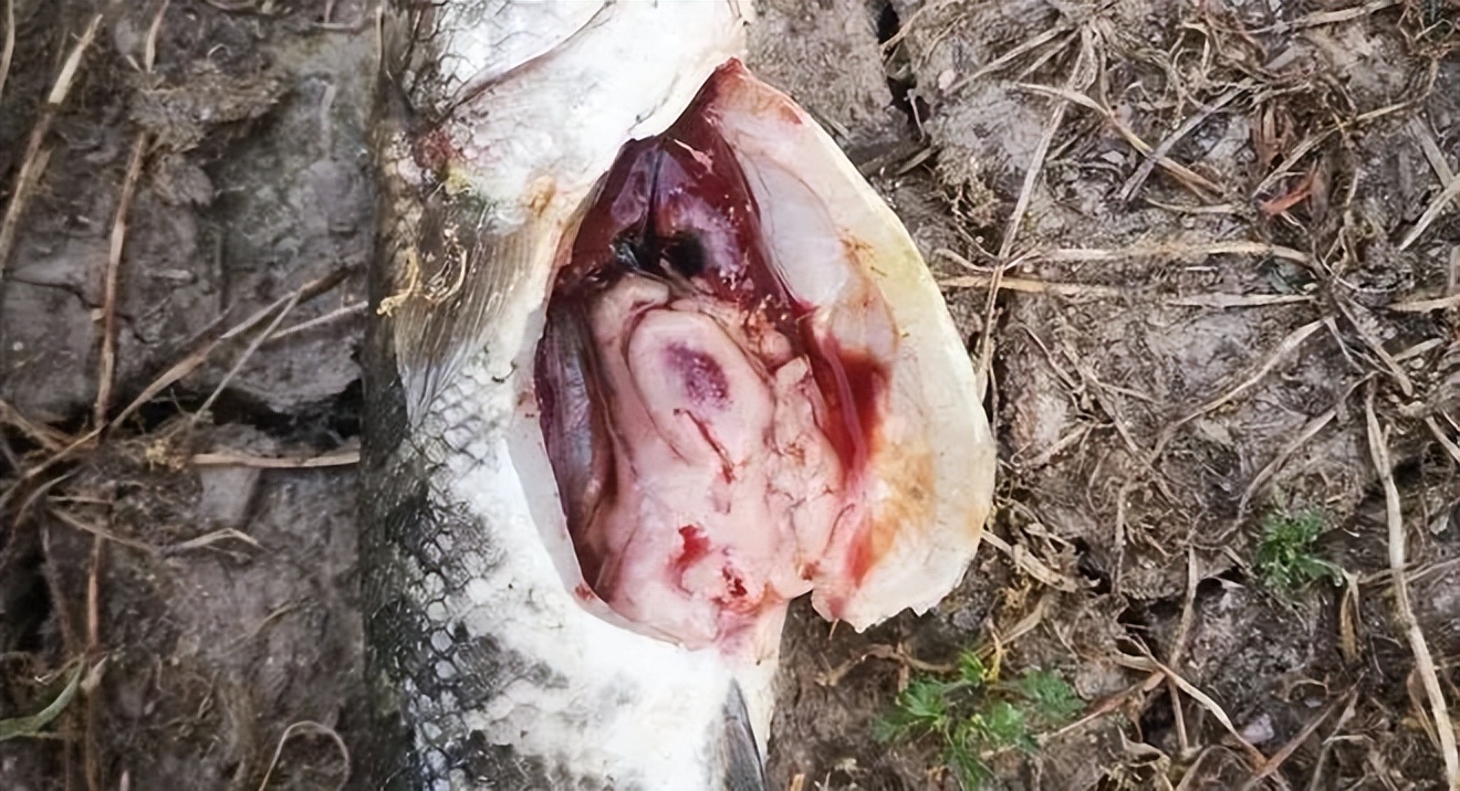 一扫而空！诺卡氏菌防控措施，你不可错过