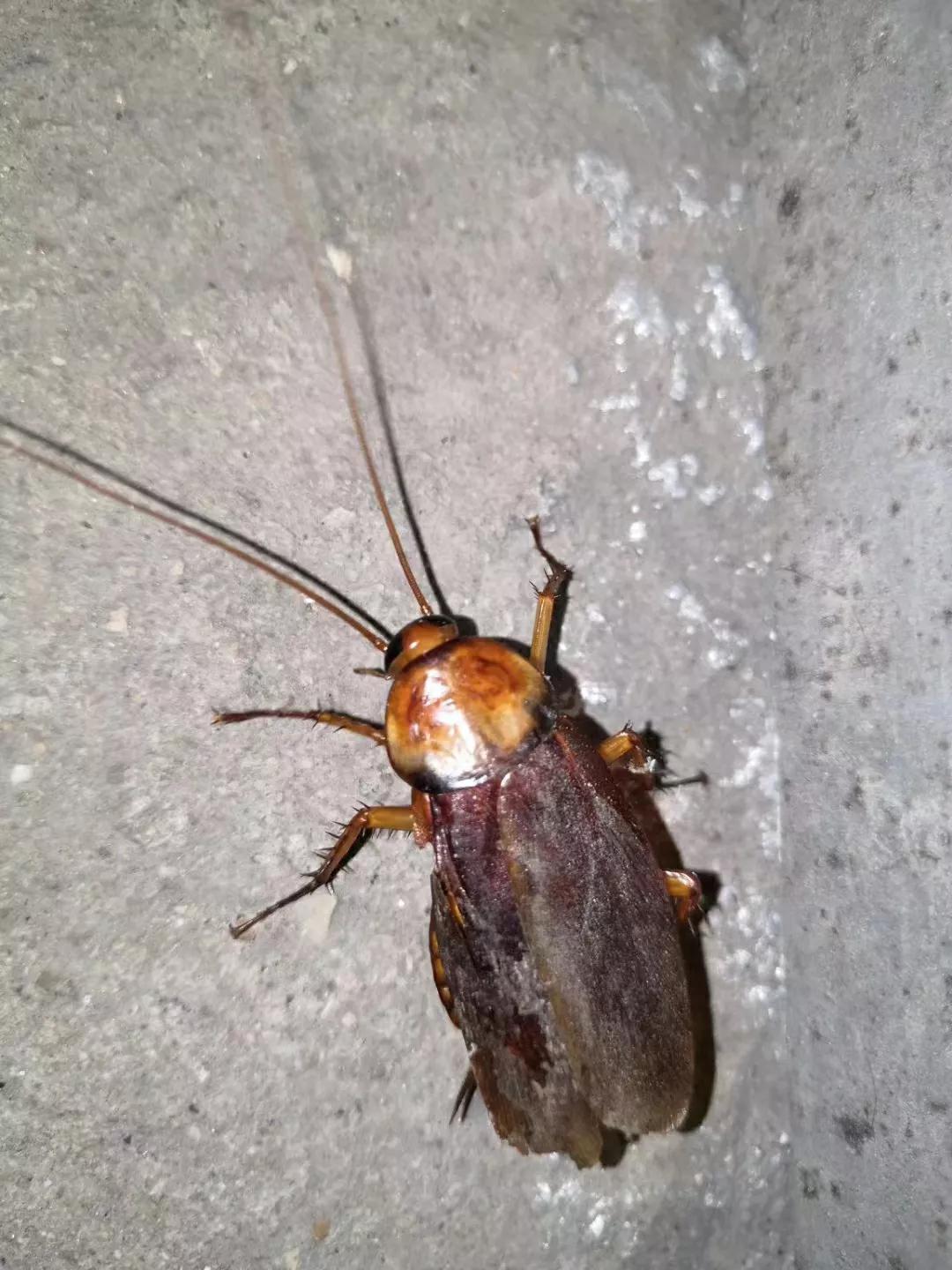 西安灭蟑螂哪个公司最好,西安灭杀蟑螂哪家划算