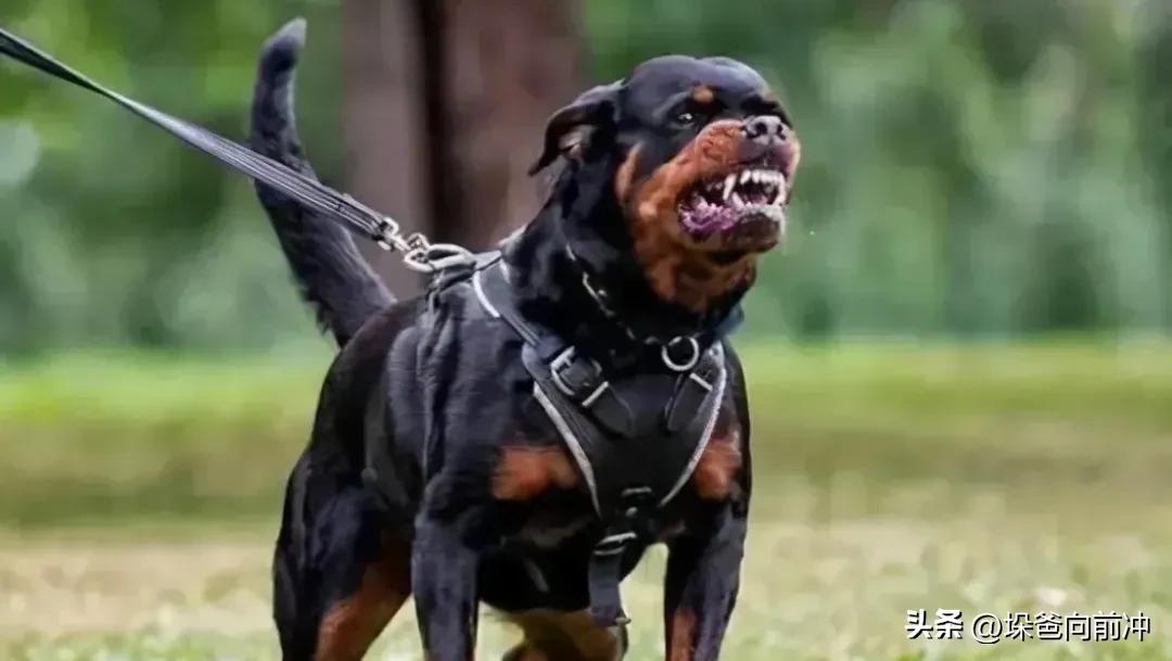 训犬师称罗威纳咬人或为应激反应,训犬师咬孩子