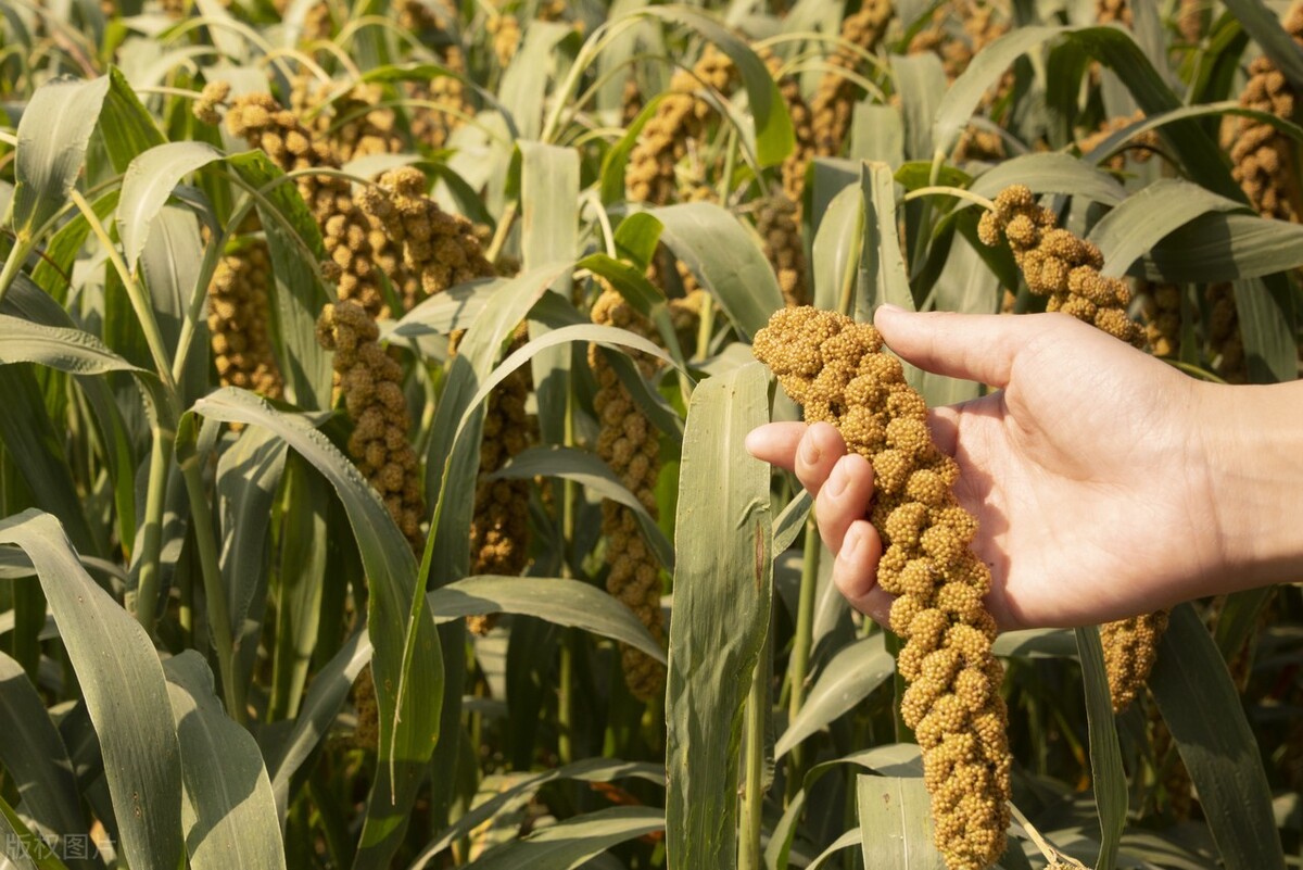 四大文明古国及河流,四大文明古国黄河