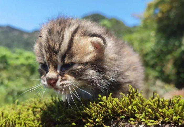 广东老太太捡了一只猫,广东老太上山捡了只小猫