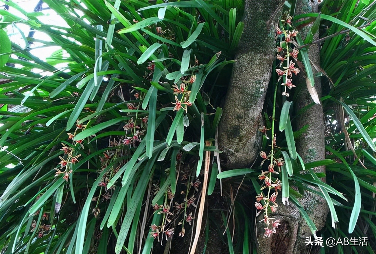 带你认识中华兰花纹瓣兰,顶级纹瓣兰图片