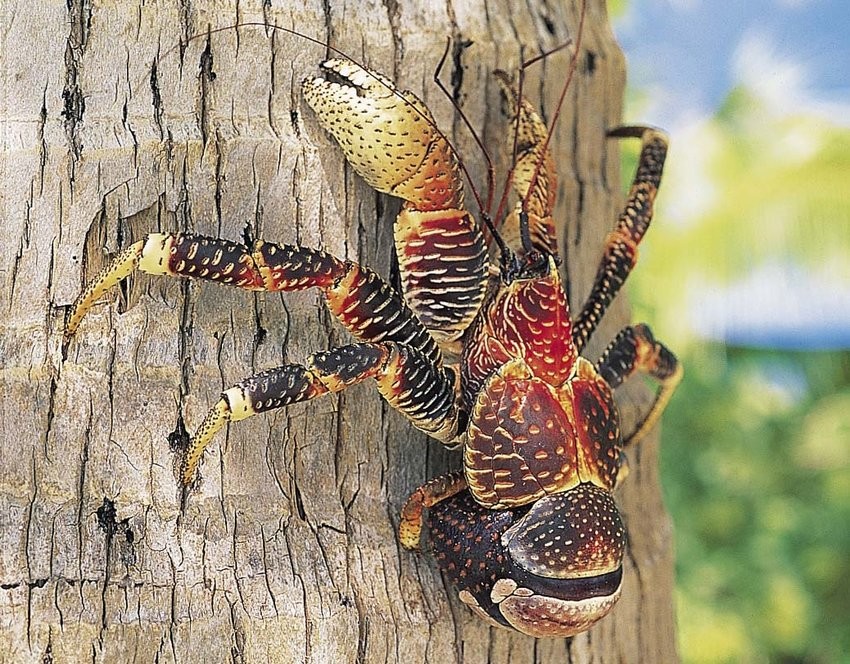 能徒手敲开椰子壳,上树捕杀海鸟,被它夹一下相当于被狮子咬一口