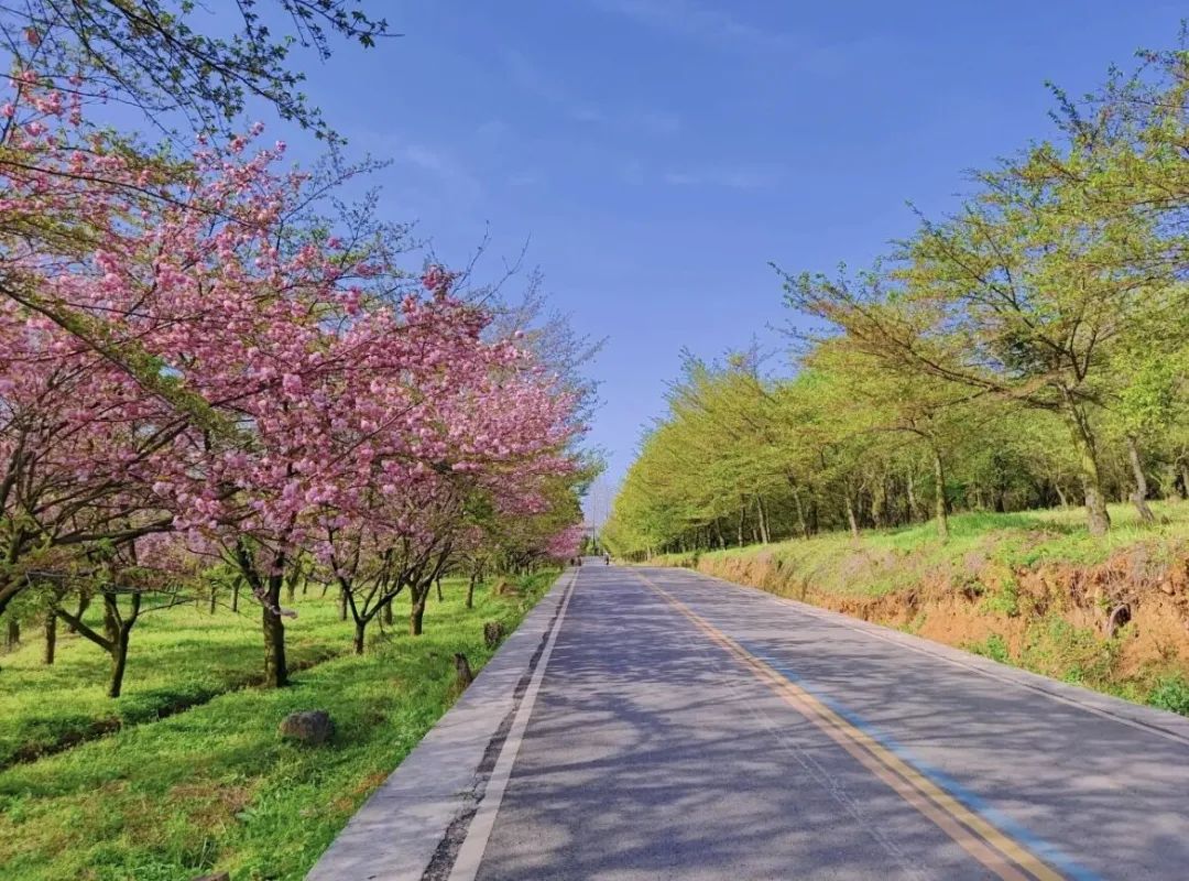 清明哪里适合踏青旅游,清明踏青好去处赏景玩乐两不误