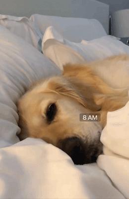 主人监控金毛,主人跟踪狗狗