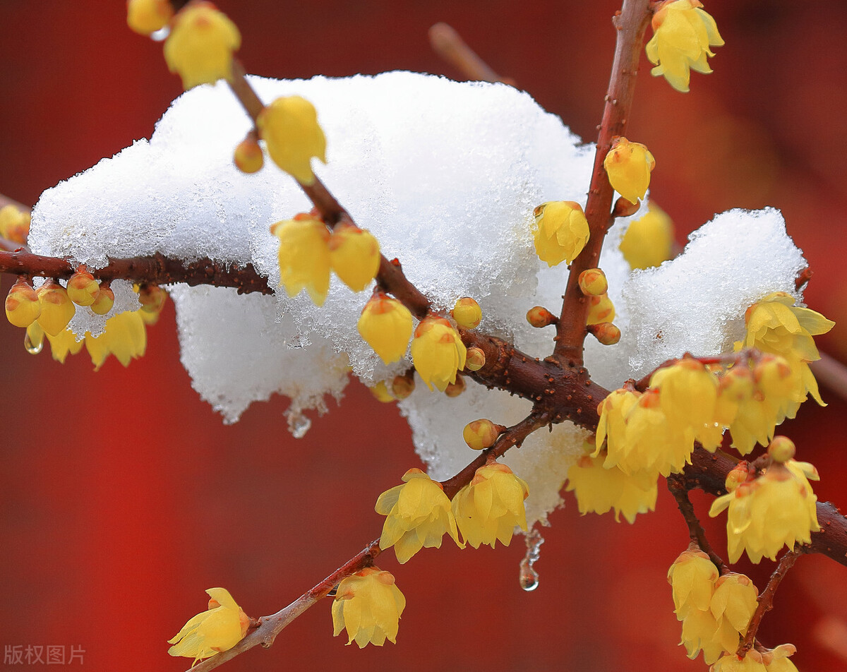 门口种什么花风水最好最吉利,门口栽种五种花最吉祥