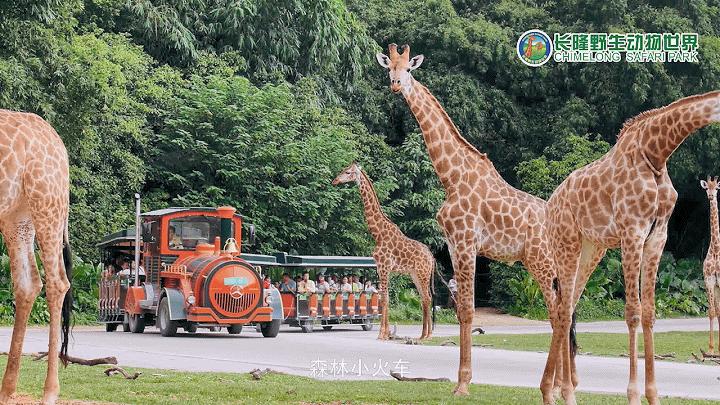 2020年春节长隆旅游攻略,11月广州长隆旅游攻略