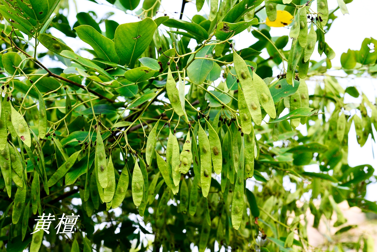 诗经中的伐檀,诗经伐檀是指哪里