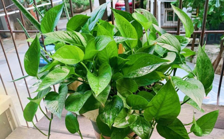 绿萝的养殖方法和注意事项详解,绿萝的养殖方法与注意事项图片