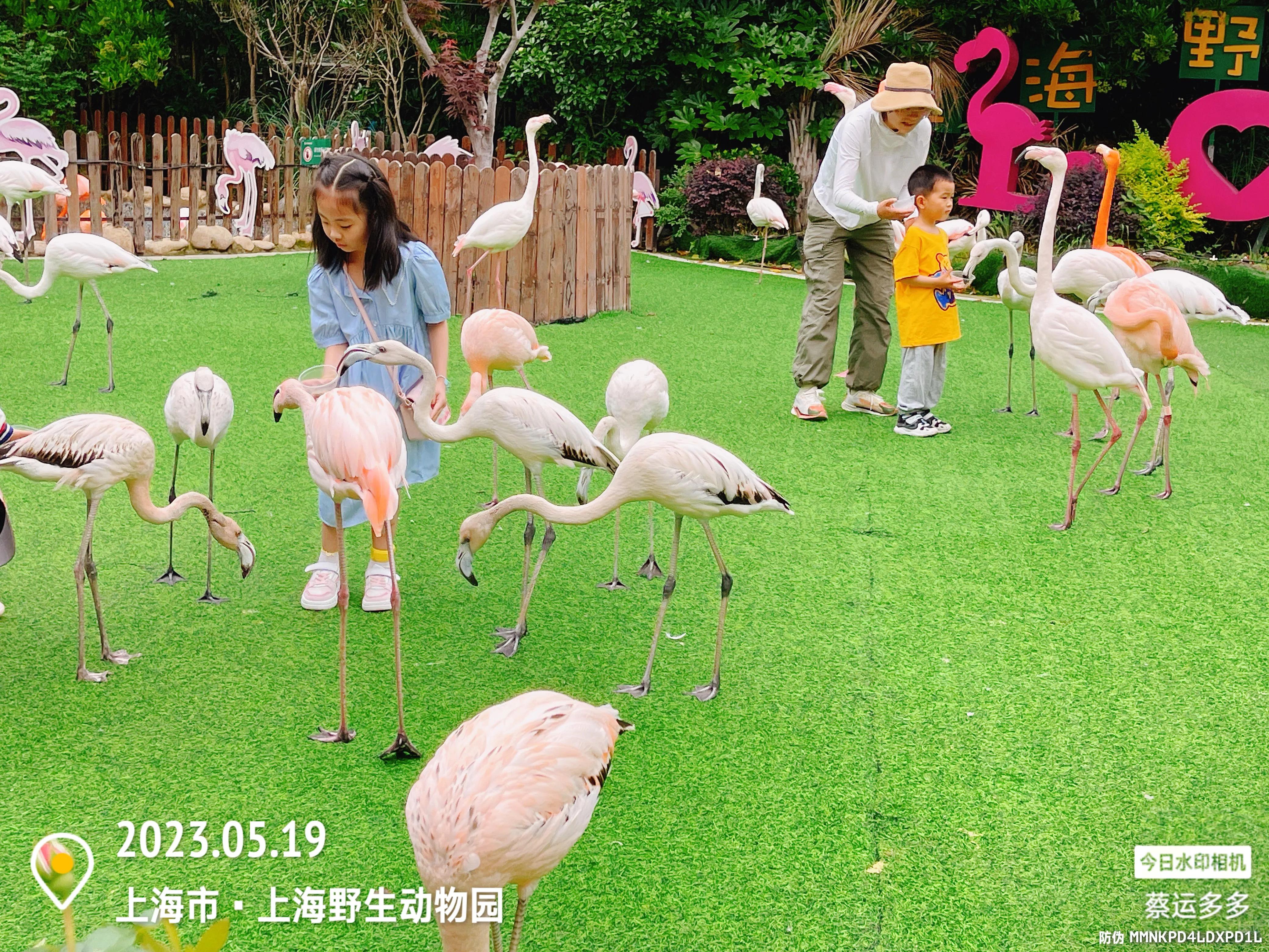 我喜爱的动物是小猫,什么动物招人喜爱