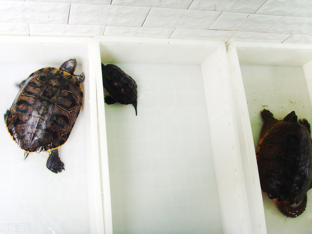 新手怎么养小巴西龟才好,巴西龟龟苗需要多长时间才能长大