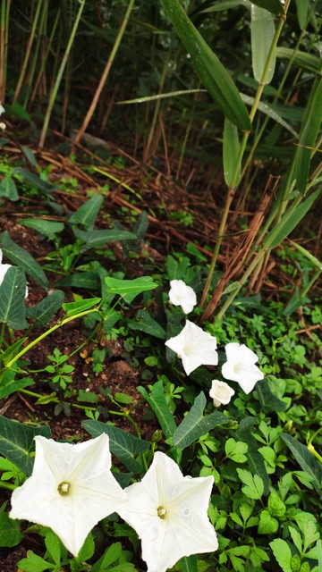 十大常见的蔬菜花,适合开花的日常蔬菜有哪些