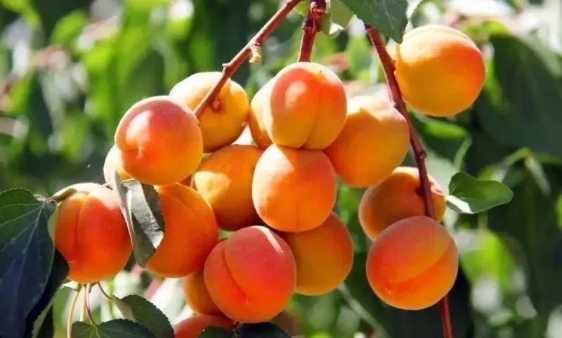 诗词选编——杏子28首