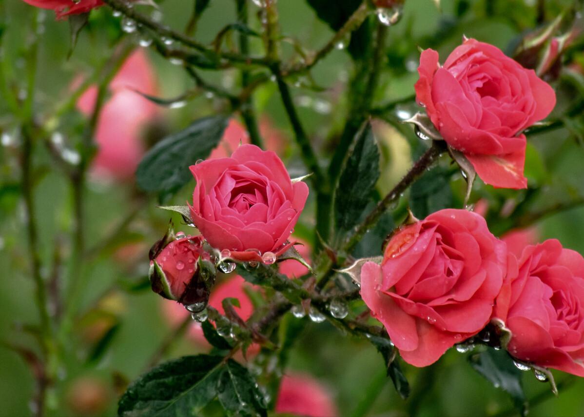 潍坊到三亚旅游攻略7天6晚旅游团,成都到三亚旅游攻略自由行4天3晚