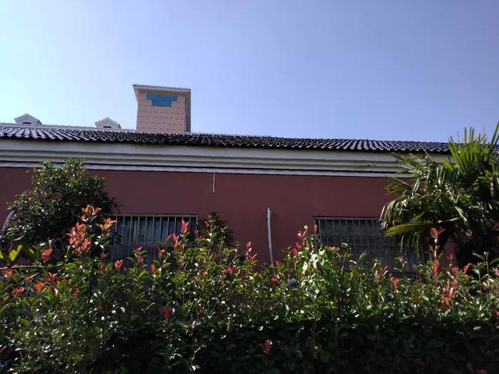 红叶石楠树篱怎么养护,红叶石楠树篱