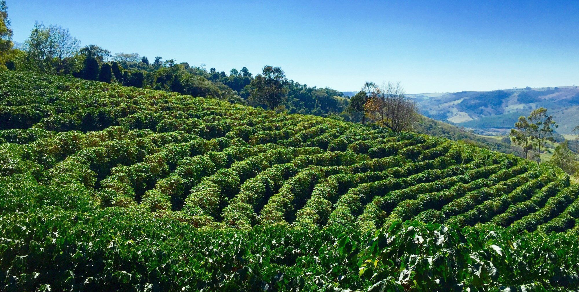 足球强国巴西足球有多强,为什么巴西是体育强国