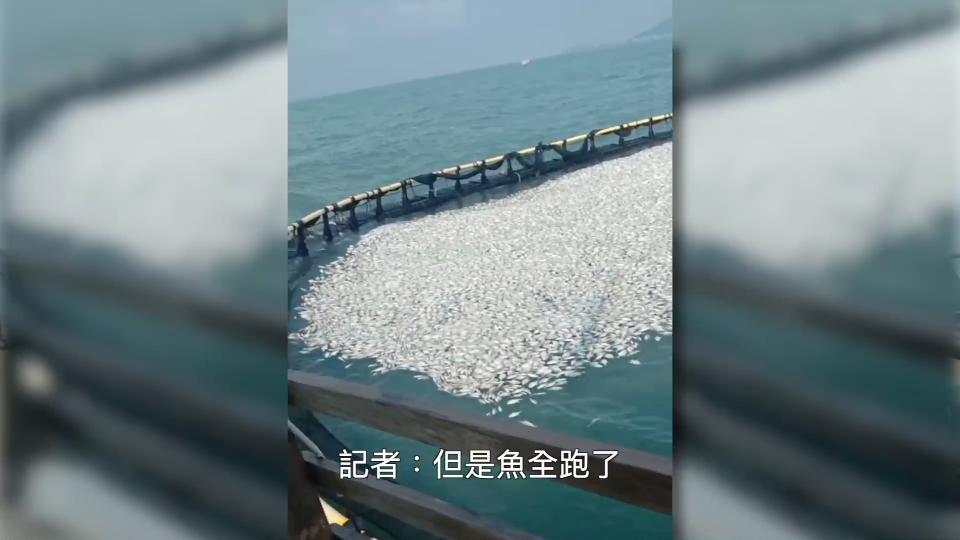 香港海域突现百万鲳鱼，背后原因令人唏嘘