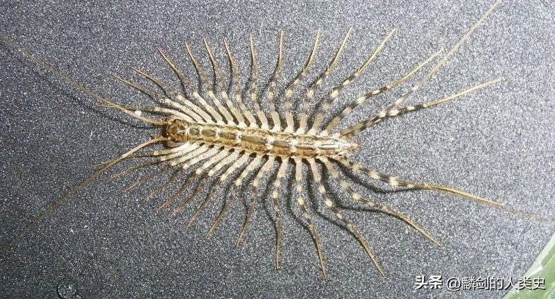 动物界的蚰蜒,动物界星虫动物