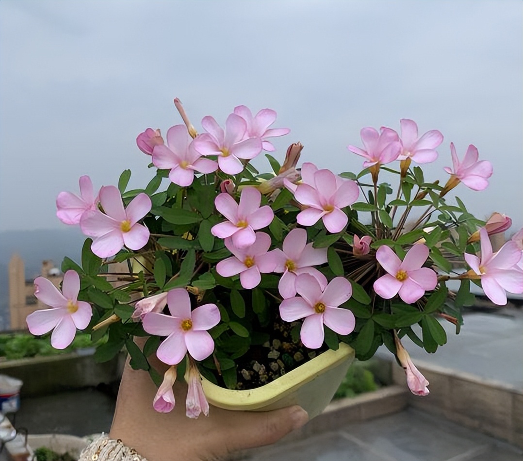 最适合小花盆种的花,顽强的小花草